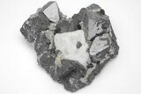 Octahedral Magnetite Crystal Cluster - Russia #209451-2